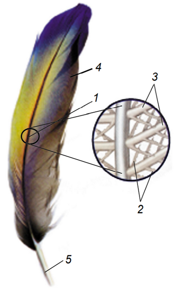 0400tr3h-f351-363x590.png
