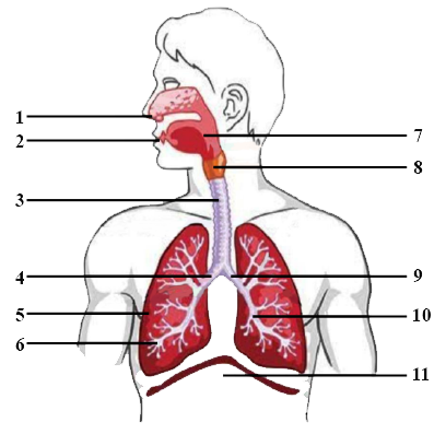With the help of labelled diagram explain the structure of human respiratory system.