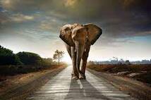 elephant, Roads, Sunrise, And, Sunset, Animals, Nature Wallpapers HD / Desktop and Mobile Backgrounds