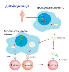 Файл:Схема імунної відповіді.png — Вікіпедія