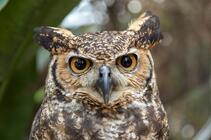 Большая рогатая сова (bubo virginianus), также известная как тигровая сова или ухая неясыть, - большая сова, родом из америки. | Премиум Фото