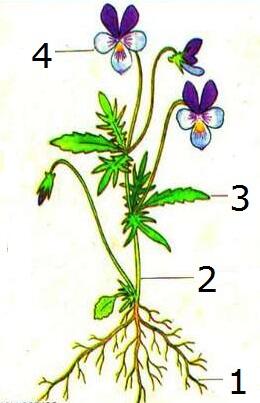 0400uv55-7b4e-260x403.jpg