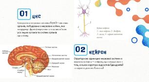 Будова та функції нервової системи