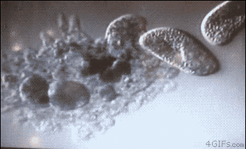 0400vnbs-2efd-353x214.gif
