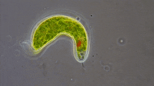 0400vneb-8dc9-300x169.gif