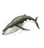 0400vnms-dabf-241x260.png