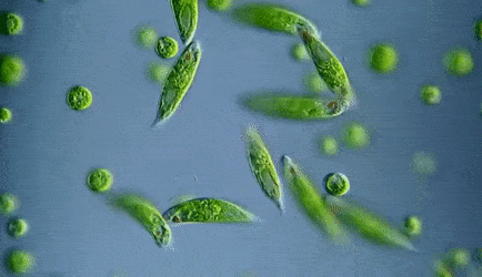 0400vnof-c384-434x250.gif