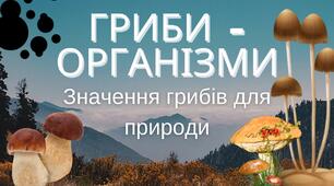 Яке значення грибів для природи. Які гриби їстівні, а які отруйні 