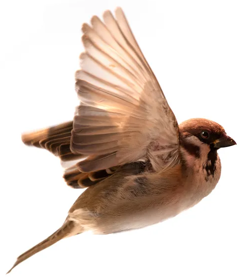 0400vqtc-ca23-497x561.png