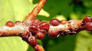 Каліфорнійська щитівка Quadrospidiotus perniciosus - БіоХімТех