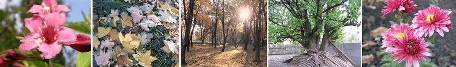 РОСЛИННИЙ ПОКРИВ КРИВОРІЖЖЯ