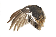 0400vylk-cf07-199x133.png