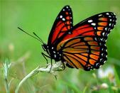 0400w2s0-30a7-169x131.jpg