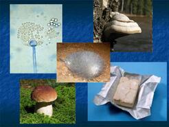 0400w5wm-cd26-246x185.jpg