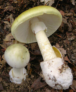 0400w6r7-0ba3-247x301.jpg