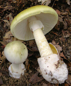 0400w6u1-31ea-247x300.jpg