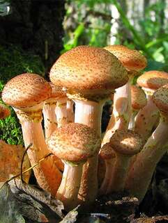 0400w6va-e1f8-241x321.jpg