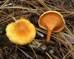 0400w6yn-edb5-249x198.jpg