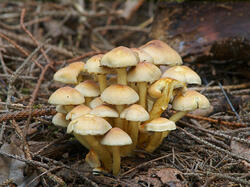 0400w724-74b3-250x187.jpg