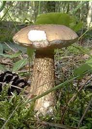 0400w7f8-b1ea-241x337.jpg