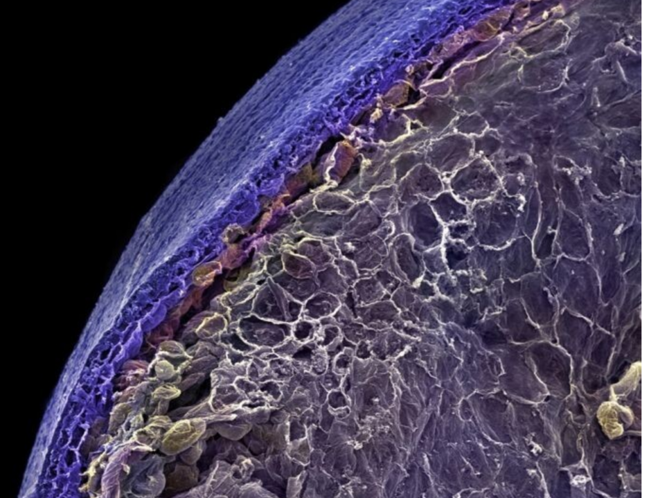 0400x13j-f699-940x719.png