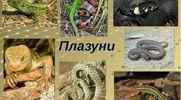 Клас Рептилії