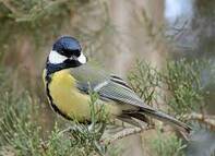 Синиця велика (Parus major, большая синица) — Птахи України