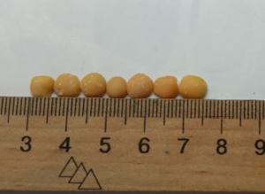 0400yjga-8131-300x219.png