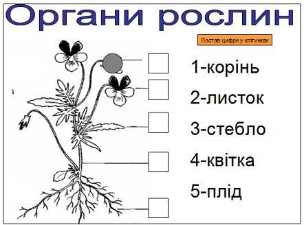 http://school.xvatit.com/images/f/fc/Opciidekabrgolubkova-17.JPG