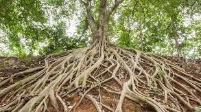 Корінь. Будова та видозміни