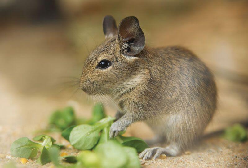 degu | rodent | Britannica