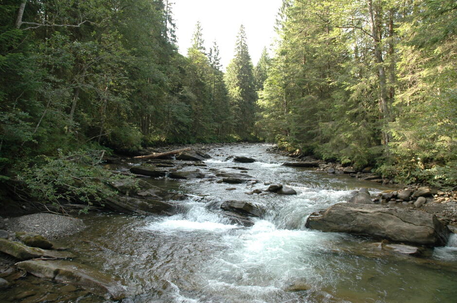 Prut near Hoverla