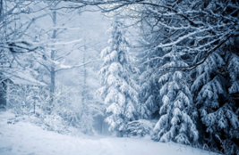 0400zfif-748f-267x174.png