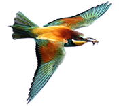 0400zlik-27d0-175x156.png