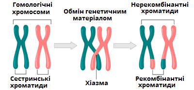 кросинговер.png