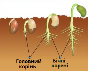 проростання.png