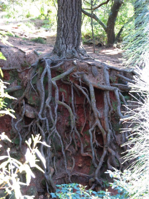 корінь закріплення.png