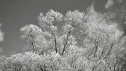 0400zwnr-03e4-246x139.png