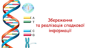 Збереження та реалізація спадкової інформації