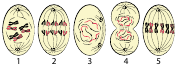 04010bty-4060-359x141.png