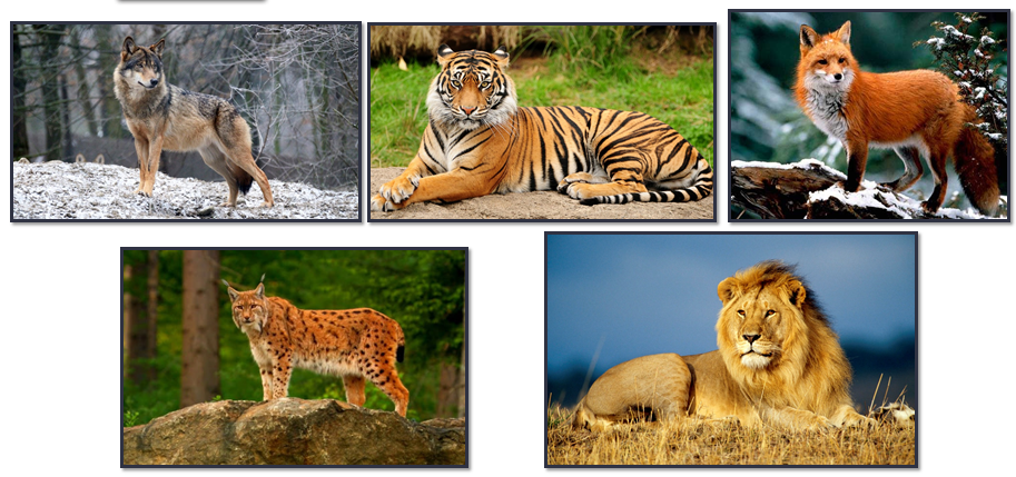 04010cnx-5a89-913x429.png