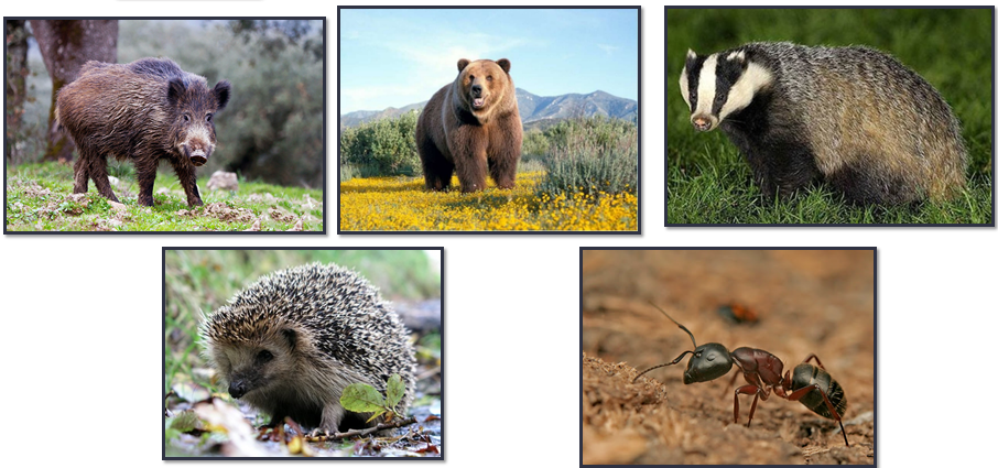 04010csf-5c5b-906x425.png