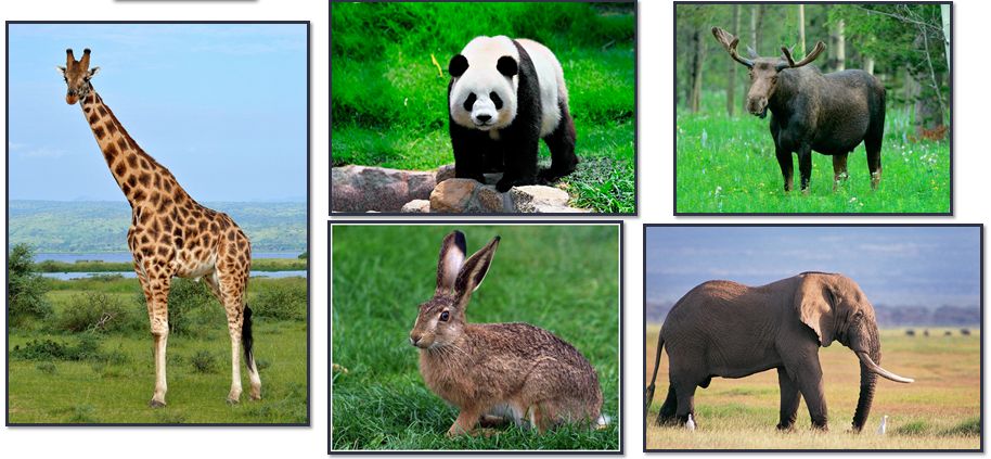 04010cwh-18b7-914x423.png