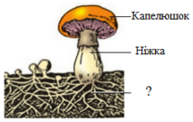04010hup-fcb4-213x135.png
