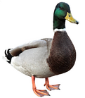 04010i94-ba24-121x139.png
