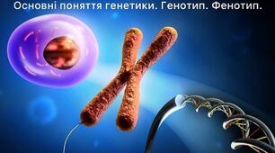 Мітоз 9 в