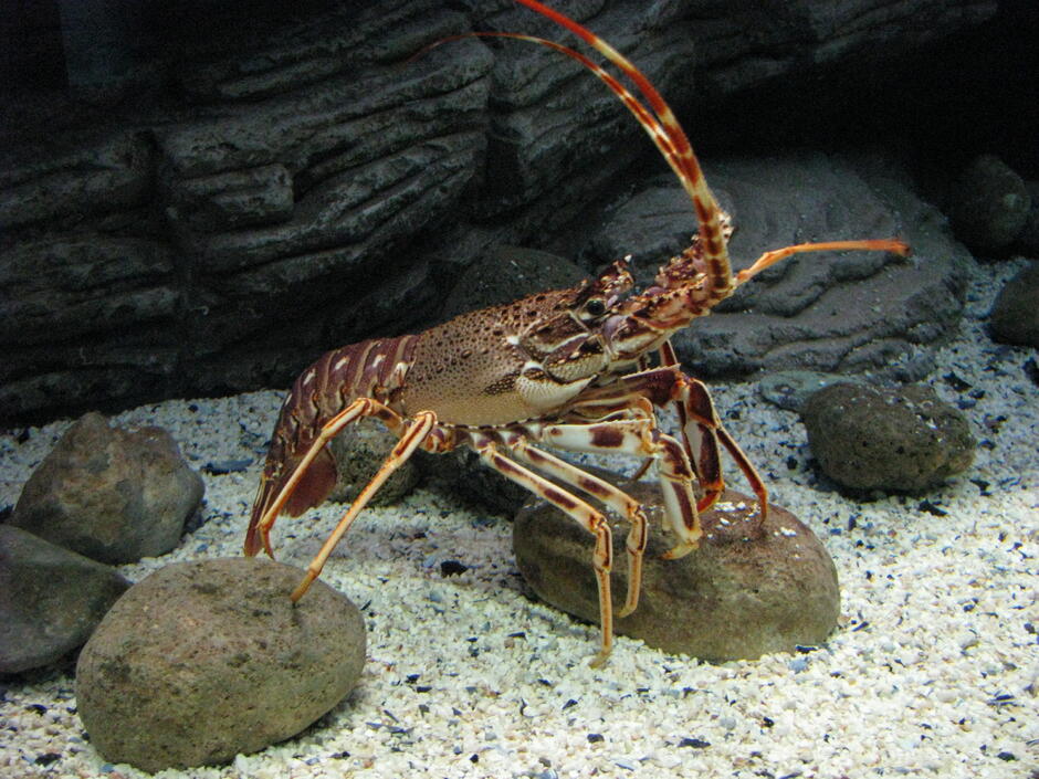 04010ojj-8215-940x705.jpg