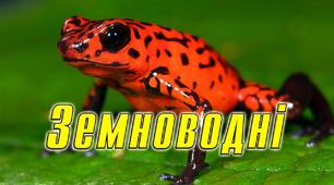 Клас Земноводні (Amphibia)
