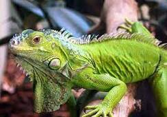 Зеленая игуана (Iguana iguana) | описание, содержание, поведение