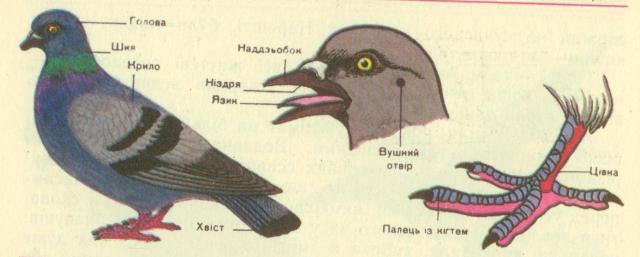 Результат пошуку зображень за запитом зовнішня будова птахів